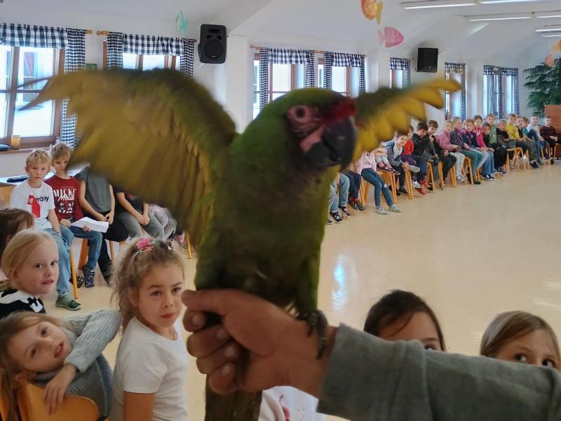 Zvířátka v družině